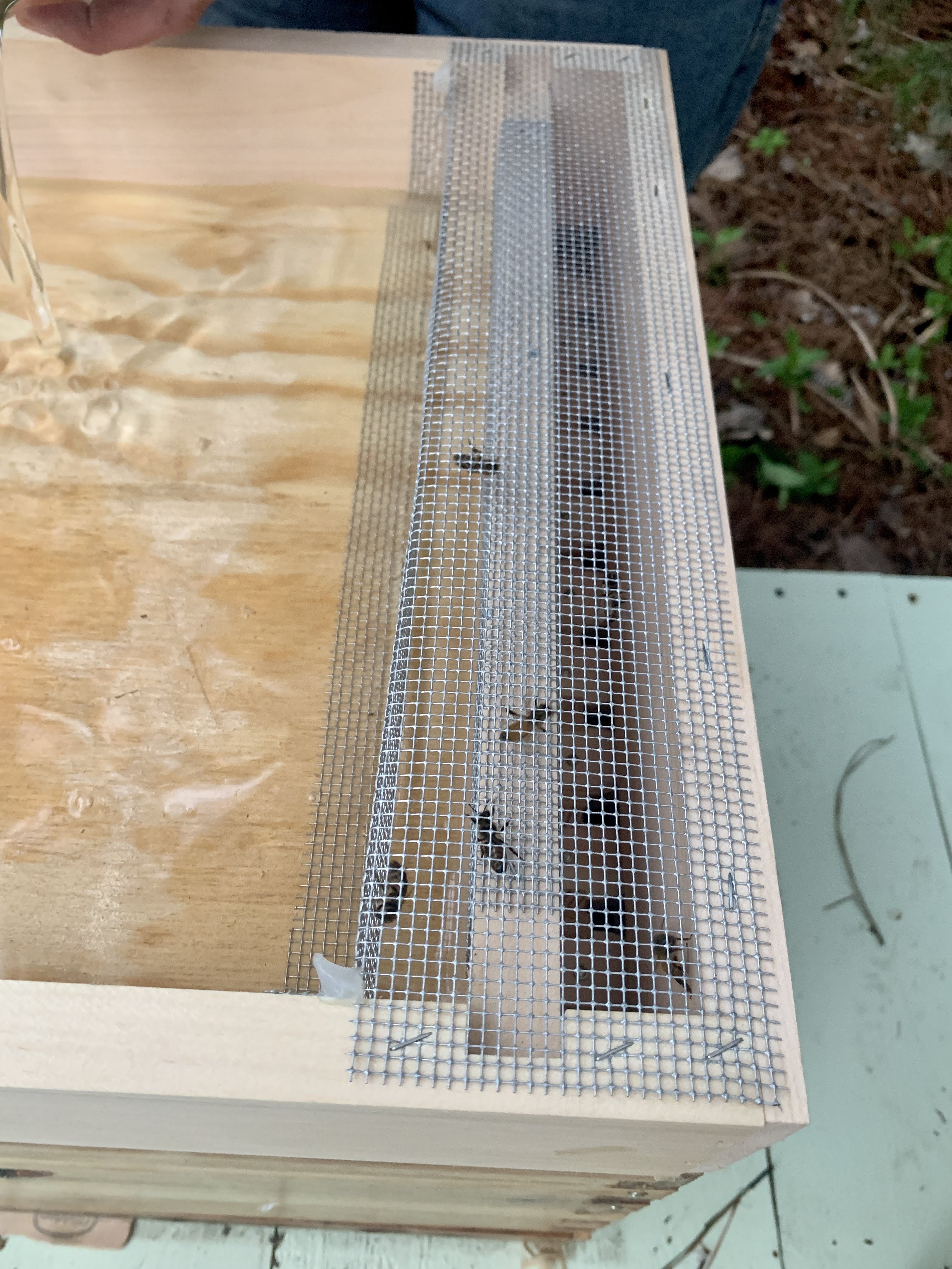 Honey Bees
